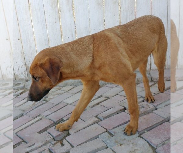 Medium Photo #7 Redbone Coonhound-Unknown Mix Puppy For Sale in Apple Valley, CA, USA