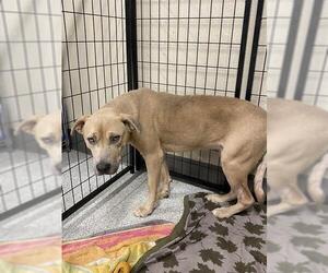 Mutt Dogs for adoption in Modesto, CA, USA