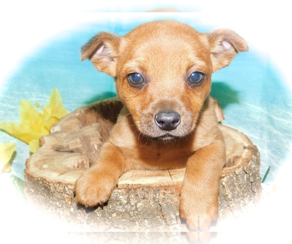 Medium Photo #1 Chihuahua-Pom Terrier Mix Puppy For Sale in HAMMOND, IN, USA