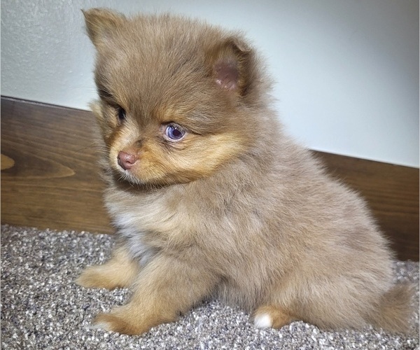 Medium Photo #3 Pomeranian Puppy For Sale in ORRVILLE, OH, USA