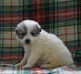 Small Photo #3 Great Pyrenees Puppy For Sale in FREDERICKSBG, OH, USA