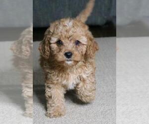 Cavapoo Puppy for sale in FREDERICKSBG, OH, USA