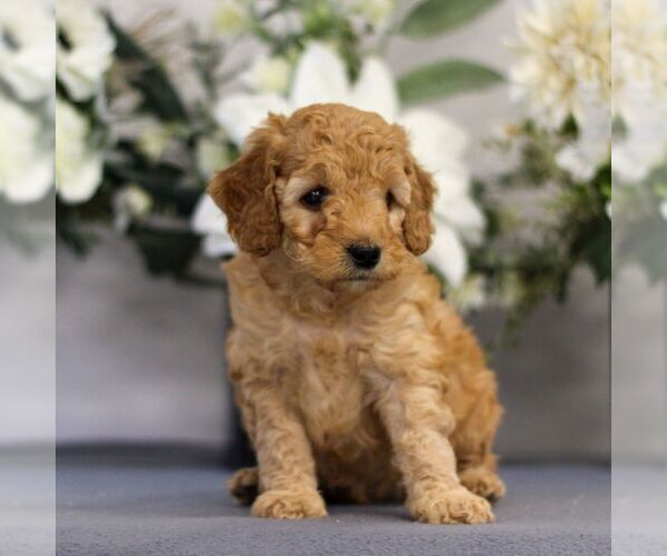 Medium Photo #4 Goldendoodle (Miniature) Puppy For Sale in EAST EARL, PA, USA