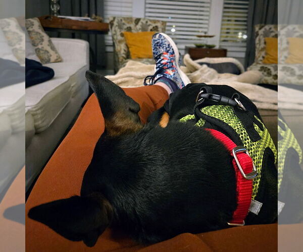 Medium Photo #3 Rat Terrier Puppy For Sale in Atlanta, GA, USA