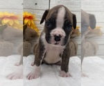 Small #6 Boxer