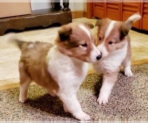 Collie Puppy for sale in MEADOW BRIDGE, WV, USA