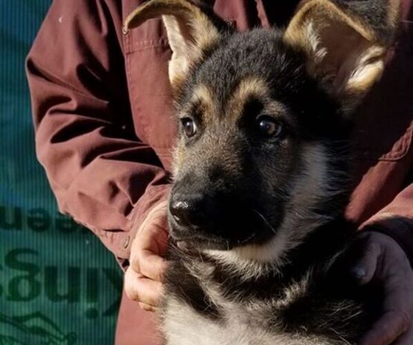 Medium Photo #1 German Shepherd Dog Puppy For Sale in SHERIDAN, OR, USA