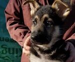 Small Photo #1 German Shepherd Dog Puppy For Sale in SHERIDAN, OR, USA