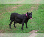 Small Photo #1 Presa Canario Puppy For Sale in DENVER, CO, USA