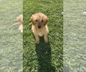 Goldendoodle Puppy for sale in CANON CITY, CO, USA