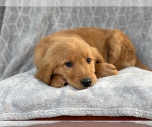 Golden Retriever Puppy for sale in LAKELAND, FL, USA