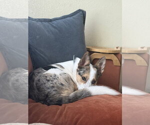 **NOVA - Female Australian Shepherd-German Shepherd Dog Mix Dog for Adoption - Photo #4
