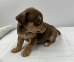 Small Photo #11 Chorkie Puppy For Sale in SAINT AUGUSTINE, FL, USA