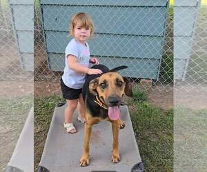 Black and Tan Coonhound-Unknown Mix Dogs for adoption in Oakhurst, NJ, USA