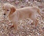 Small Photo #8 Golden Irish Puppy For Sale in SALEM, MO, USA
