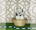 Small Photo #3 Shorkie Tzu Puppy For Sale in MORRIS CHAPEL, TN, USA