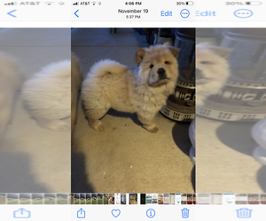 Chow Chow Puppy for Sale in MC ARTHUR, Ohio USA