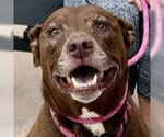Small #20 American Staffordshire Terrier-Labrador Retriever Mix