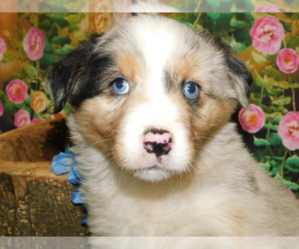 Medium Photo #2 Australian Shepherd Puppy For Sale in HAMMOND, IN, USA