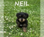 Small #2 YorkiePoo
