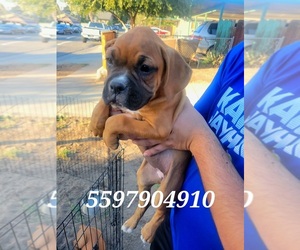 Boxer Puppy for sale in FRESNO, CA, USA