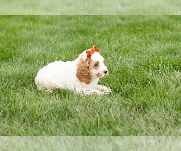 Medium Photo #2 Cockapoo (Miniature) Puppy For Sale in NAPPANEE, IN, USA