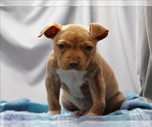 Medium Photo #1 Labrador Retriever-Unknown Mix Puppy For Sale in Grovetown, GA, USA