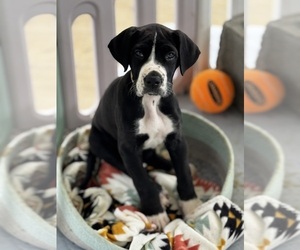 Great Dane Puppy for sale in MARSHVILLE, NC, USA