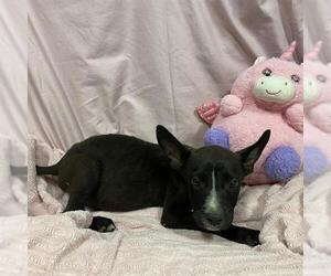 Border Collie-Unknown Mix Dogs for adoption in Modesto, CA, USA