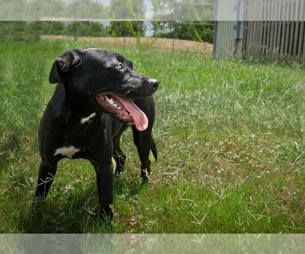 Medium Photo #3 Mutt Puppy For Sale in Abbeville, LA, USA