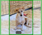 Tanner - Male Australian Kelpie-Unknown Mix Dog for Adoption - Small photo
