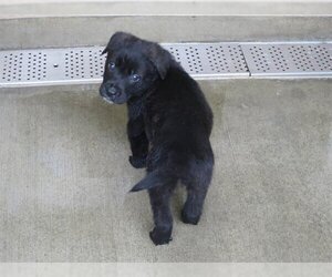 German Shepherd Dog-Unknown Mix Dogs for adoption in Orange, CA, USA
