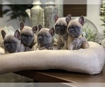 Small Photo #7 French Bulldog Puppy For Sale in MISSION HILLS, CA, USA