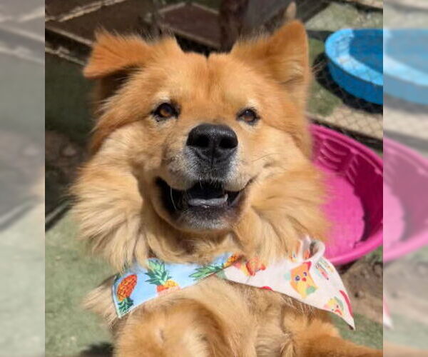 Medium Photo #1 Chow Chow-Unknown Mix Puppy For Sale in Ventura, CA, USA