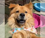 Small Chow Chow Mix