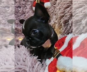 French Bulldog Puppy for sale in WESTFIELD, PA, USA