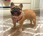 Small #6 French Bulldog