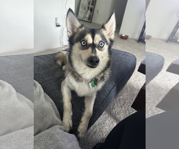 Medium Photo #2 Pomsky Puppy For Sale in Clarkston, MI, USA