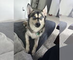 Small #1 Pomsky