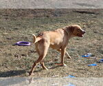 Small Photo #29 Labrador Retriever-Unknown Mix Puppy For Sale in Sebec, ME, USA