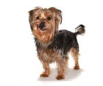 Small #2 Mutt
