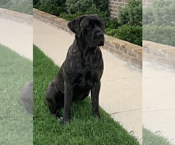 Medium Photo #1 Cane Corso Puppy For Sale in WEATHERFORD, TX, USA
