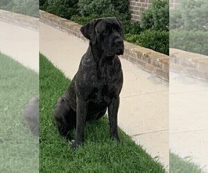 Mother of the Cane Corso puppies born on 04/16/2025