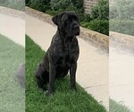 Small Photo #1 Cane Corso Puppy For Sale in WEATHERFORD, TX, USA