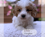 Small #2 Cavapoo
