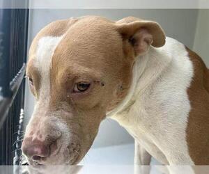 American Pit Bull Terrier Dogs for adoption in Houston, TX, USA