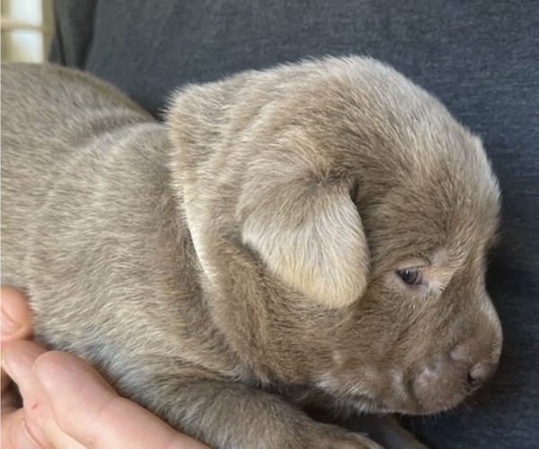 Medium Photo #4 Labrador Retriever Puppy For Sale in QUEEN CREEK, AZ, USA