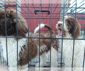 Saint Berdoodle Puppy for sale in BATTLE CREEK, MI, USA
