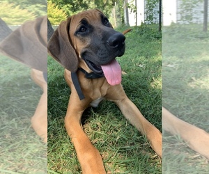 Bloodhound Puppy for sale in DECATUR, IL, USA