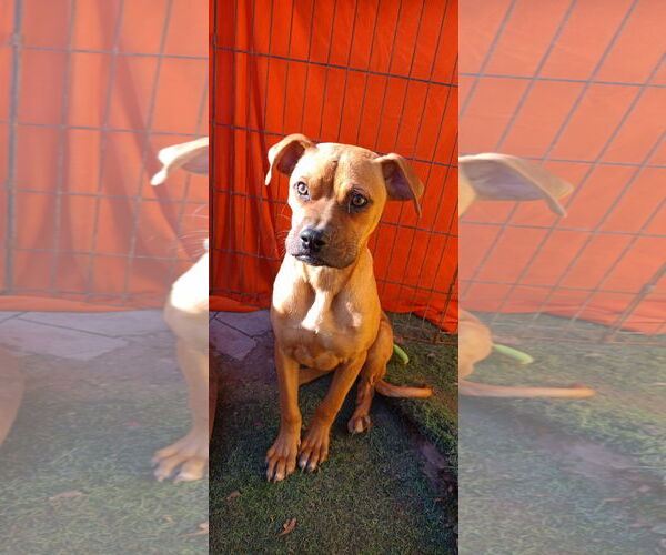 Medium Photo #2 Boxador Puppy For Sale in Woodland Hills, CA, USA